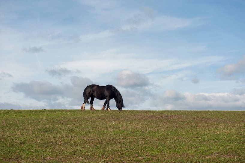 Durham Paard van Richard Wareham