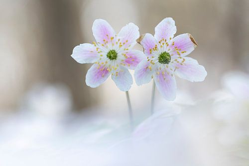 Twin wood anemones