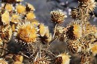 Droogbloemen op Gran Canaria van Ton Tolboom thumbnail