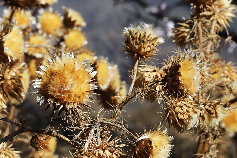 Droogbloemen op Gran Canaria van Ton Tolboom