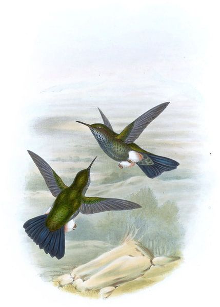 Puffle écailleuse, John Gould par Hummingbirds