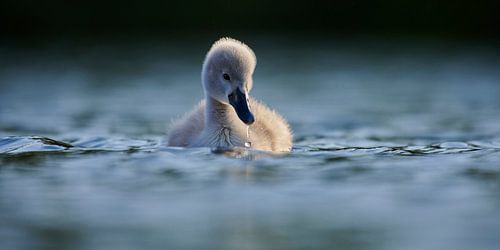 Donzy.nl - Jong zwaantje tegen een donkere achtergrond. van Donzy.nl