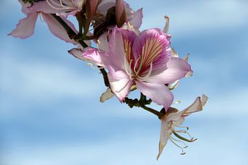 La fleur de l'arbre sur Cornelis (Cees) Cornelissen