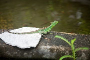 Lézard - Costa Rica sur t.ART