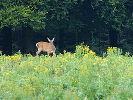 Herten, Zwijnen von Gijs van Veldhuizen