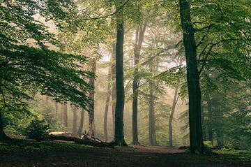matin brumeux dans la forêt sur Tania Perneel
