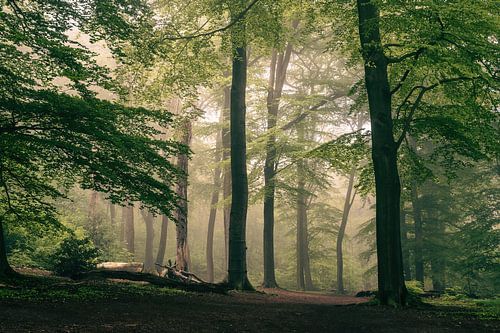 misty morning in the forest
