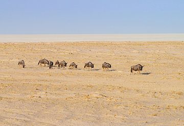 The wildebeest. Here's a group of wildebeests on their way by Merijn Loch