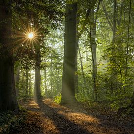 A beautiful morning in the forest by Peter Korevaar