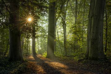 Une belle matinée dans la forêt sur Peter Korevaar