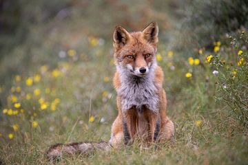 Fox sur Maurice van de Waarsenburg