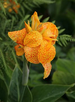 The Spotted Tropical Beauty by Foto Moments by M. J. Leenders