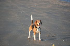 Beagle genießt den Strand von Auke Schelstraete