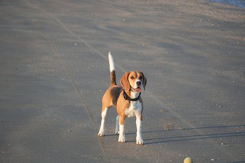 Beagle genießt den Strand