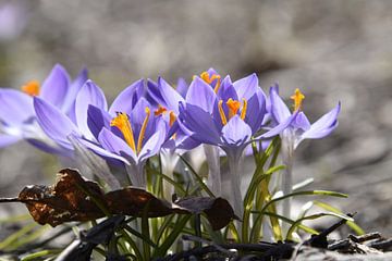 De eerste krokussen in de tuin van Claude Laprise