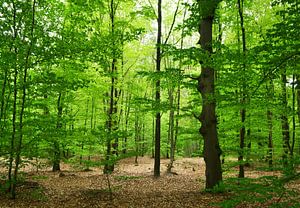 Le printemps dans la forêt de hêtres