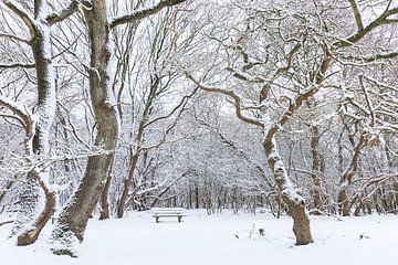De Strubben-Kniphorstbosch - Schipborg - Drenthe (Netherlands) by Marcel Kerdijk