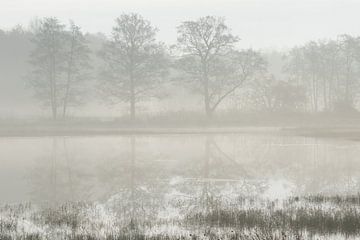 Bomen in reflectie op een mistige ochtend van Art Wittingen