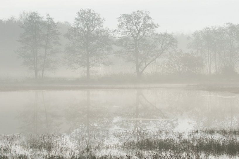 Bomen in reflectie op een mistige ochtend von Art Wittingen