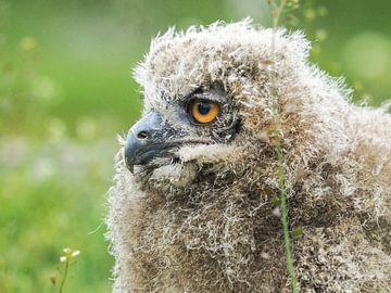 Jeune chouette aigle européenne sur Loek Lobel