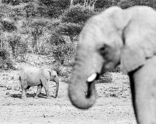 Grote en kleine olifant in zwart wit | Wildlife Natuurfotografie Afrika