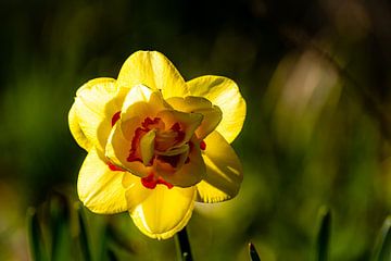 Macro yellow daffodil with bokeh in spring by Dieter Walther