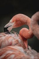 Bei Flamingo's ist immer viel los, aber sie sind so atemberaubend schön!