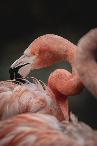 Flamingo's zijn altijd druk bezig maar zo prachtig mooi!