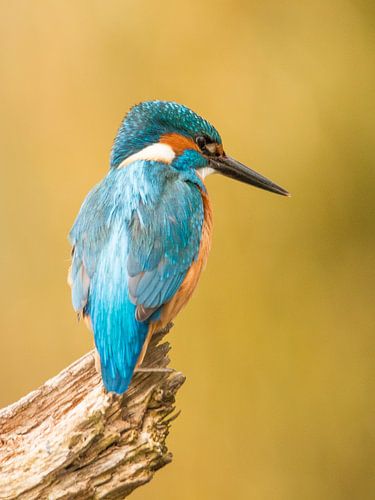 Kingfisher, Alcedo atthis. A Portrait.