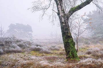 Winter wonderland van Peter Slagmolen
