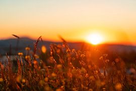 Flowers splendor in the sunset by Leo Schindzielorz