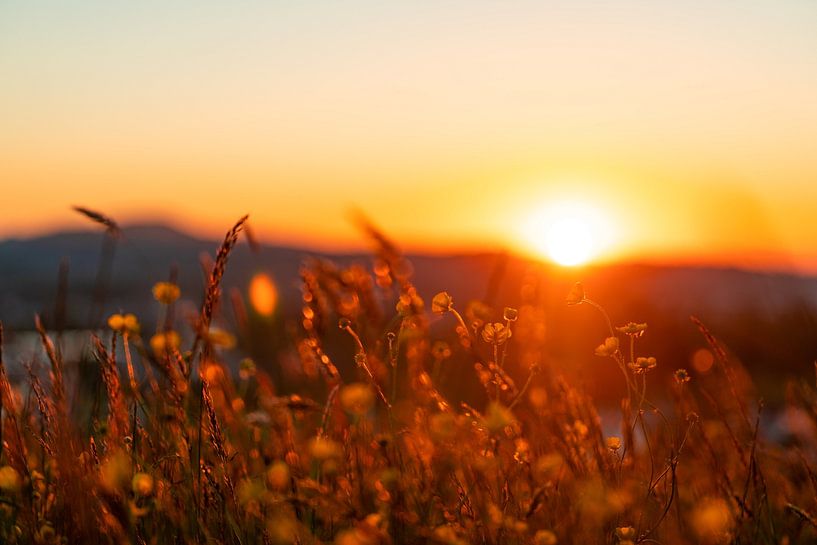 Flowers splendor in the sunset by Leo Schindzielorz