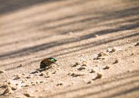 Kever op het strand