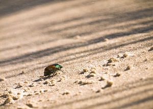 Kever op het strand sur Steven Boelaars