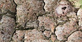 Baumrinde | Struktur von Marianne Twijnstra