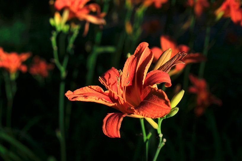 Lelies van Thomas Jäger