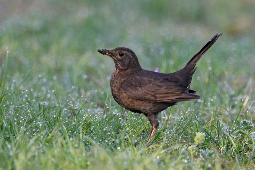 Common Blackbird ( Turdus merula ), brown female with prey, sitting in wet grass, in attentive pose, by wunderbare Erde