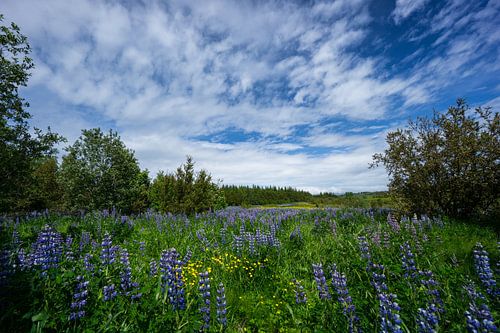 IJsland - Paarse bloesems van lupinebloemen in groene omgeving van reykjavik