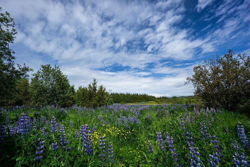 Islande - Fleurs de lupin pourpres dans la zone verte de reykjavik par adventure-photos