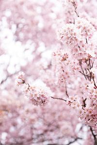 pastel kleur bloesem bloemen | botanische kunst van Karijn | Fine art Natuur en Reis Fotografie