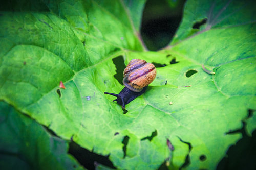 In aller Ruhe – Kleine Schnecke auf großem Blatt