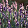 Mooie paarse lavendel bloemen van Imladris Images