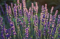 Mooie paarse lavendel bloemen