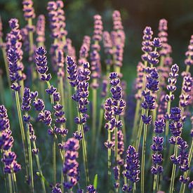De belles fleurs violettes et lavandes sur Imladris Images