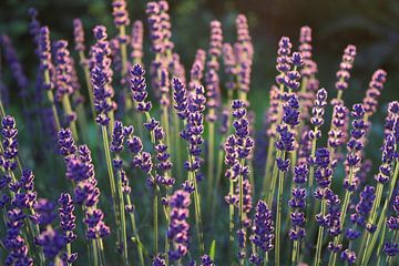 Beautiful purple lavender flowers by Imladris Images