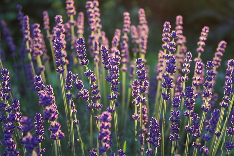 De belles fleurs violettes et lavandes par Imladris Images