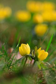 Charmantes lueurs d'hiver