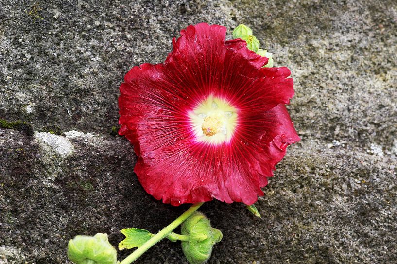 Wallflower by Frank Herrmann