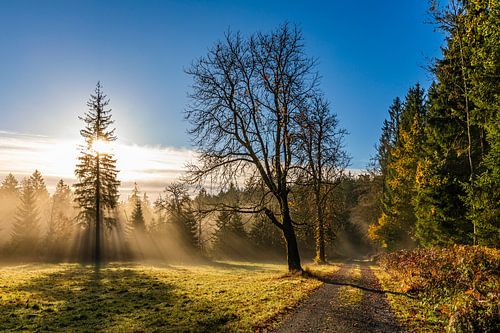Lever de soleil sur le Westweg près de Dobel en Forêt-Noire sur Werner Dieterich