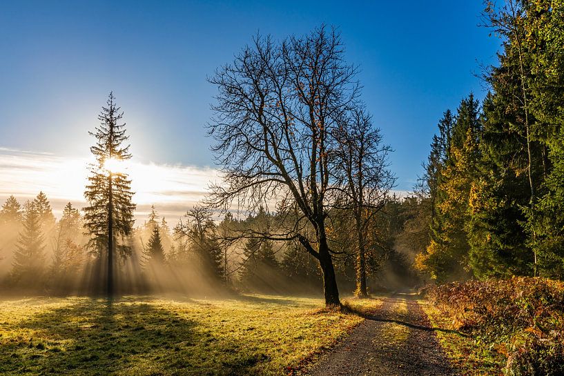 Sunrise on the Westweg near Dobel in the Black Forest by Werner Dieterich